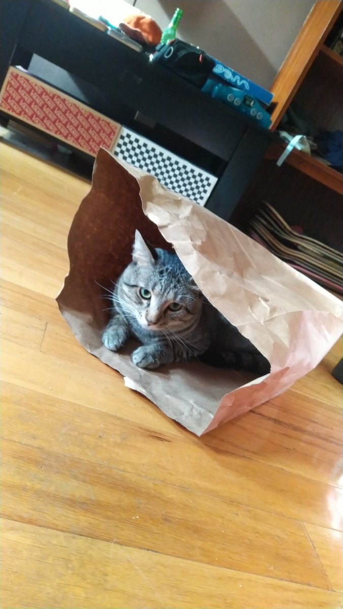 ayoVlad's tweet photo. @ShouldHaveCat Mo/BMO and he also skateboards https://t.co/Uto97IdDLb