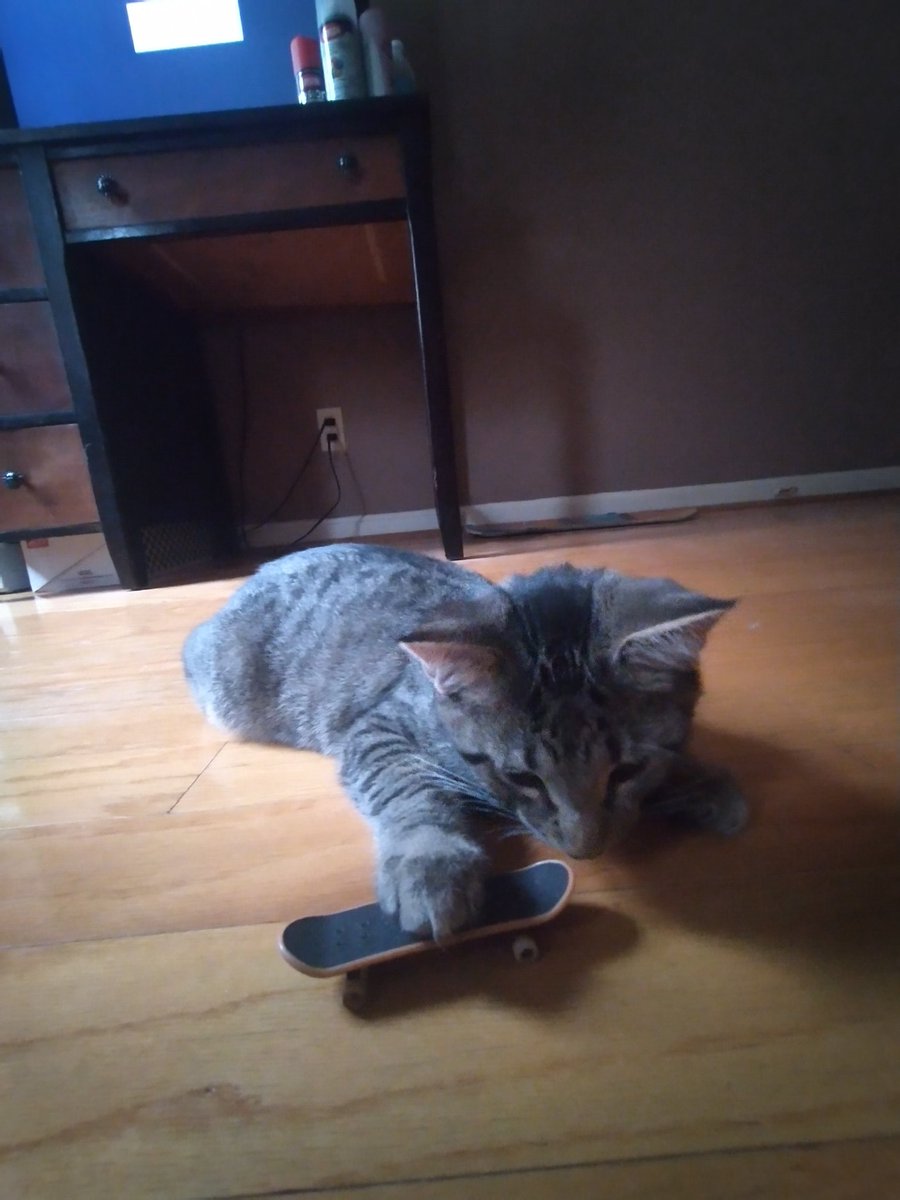 ayoVlad's tweet photo. @ShouldHaveCat Mo/BMO and he also skateboards https://t.co/Uto97IdDLb