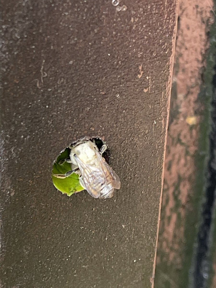 dominicsutton's tweet photo. @DaveGoulson I need an answer to this conundrum! This fluffy yellow leaf cutter bee is building a nest in my bench with leaves from an adjacent cercis canadensis. A different bee (darker with distinct yellow stripes and an obvious pointed tail) is removing the leaf portions.. 1/2 https://t.co/1IFVDHPsjk