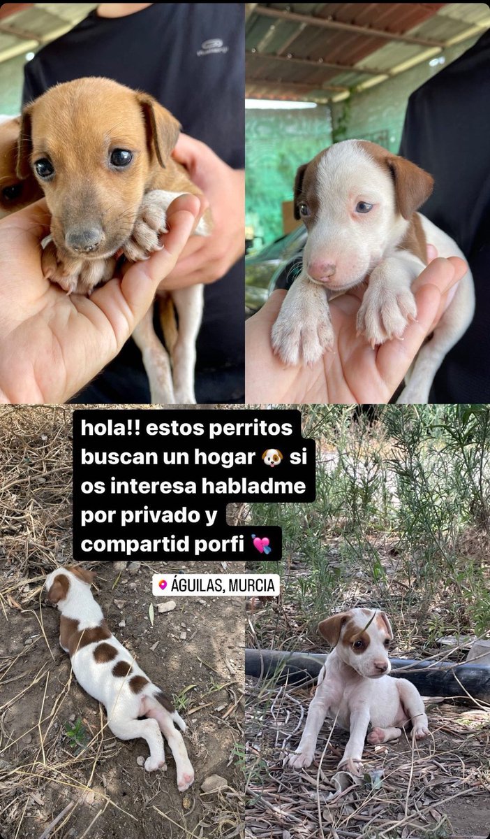 Hola!! Estamos buscando un hogar para estos cachorritos abandonados. Con solo compartir este tweet, los ayudáis un montón ☺️
