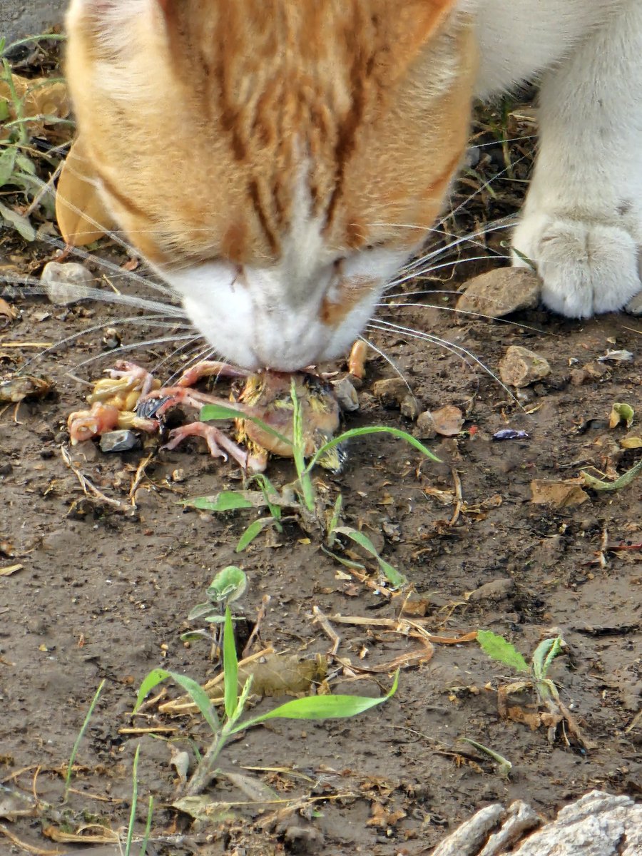 Pobrecitos tienen que vivir, no hacen daño a nadie, son tan bonitos y simpáticos!! Modo ironía, se a zampado toda la nidada