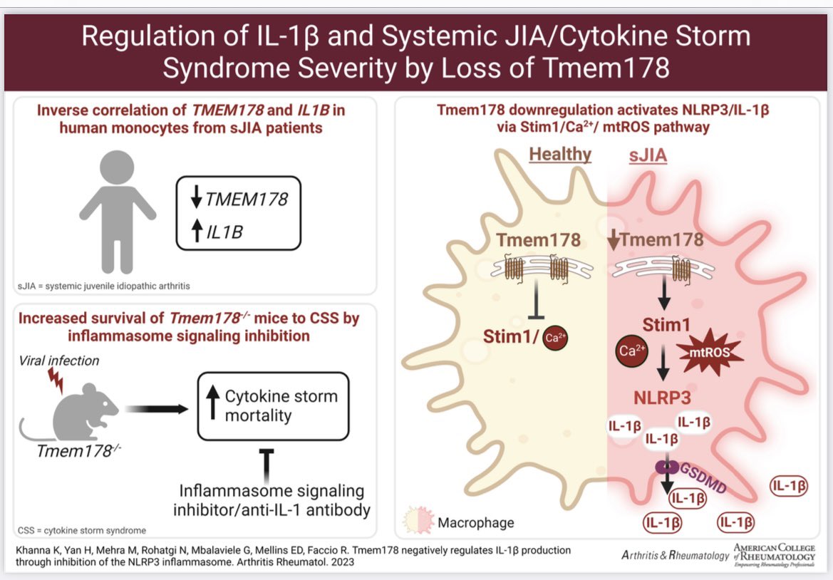 Faccio Lab (@facciolab) on Twitter photo Congratulations to <a href="/KunjanKhanna24/">Kunjan Khanna</a> and the team for the publication in Arthritis & Rheumatology. NLRP3 inflammasome activation and IL1b production in sJIA and Cytokine Storm Syndrome are exacerbated by loss of Tmem178 in macrophages <a href="/shrinershosp/">Shriners Children's</a> <a href="/WUSTLmed/">Test Account</a> @WUSTLortho <a href="/WashU_MRC/">WashU MRC</a> Congratulations to <a href="/KunjanKhanna24/">Kunjan Khanna</a> and the team for the publication in Arthritis & Rheumatology. NLRP3 inflammasome activation and IL1b production in sJIA and Cytokine Storm Syndrome are exacerbated by loss of Tmem178 in macrophages <a href="/shrinershosp/">Shriners Children's</a> <a href="/WUSTLmed/">Test Account</a> @WUSTLortho <a href="/WashU_MRC/">WashU MRC</a>