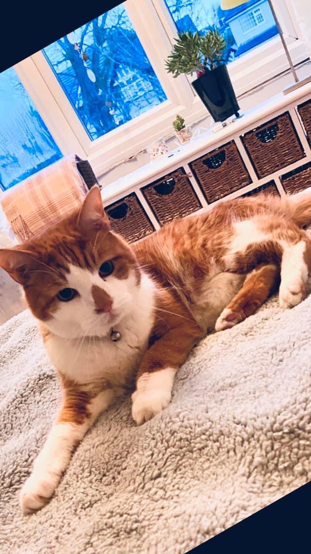 davidcollinscv4's tweet photo. Anyone in Binley #CV3 sees this cat around give me a shout please. He’s gone missing at lunchtime today. His names Dillon. https://t.co/EqQAqMWPiM