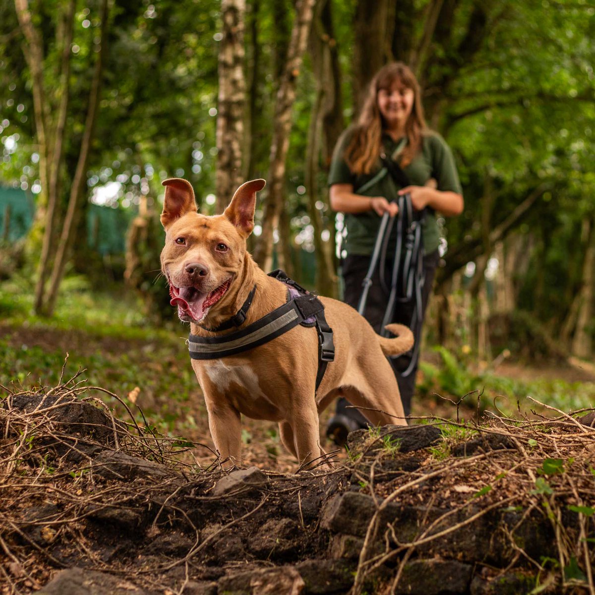 DT_MANCHESTER's tweet photo. Our gorgeous Peanut 🥜😍

She is a sensitive girl who can find the big wide world quite overwhelming. Over the last 4 months, the team have been working with Pea to open up her world at a pace she is comfortable with!

#RescueDog #SecureField #AdventureDog #NervousDog #HappyDoggo https://t.co/gQr5S0oerF
