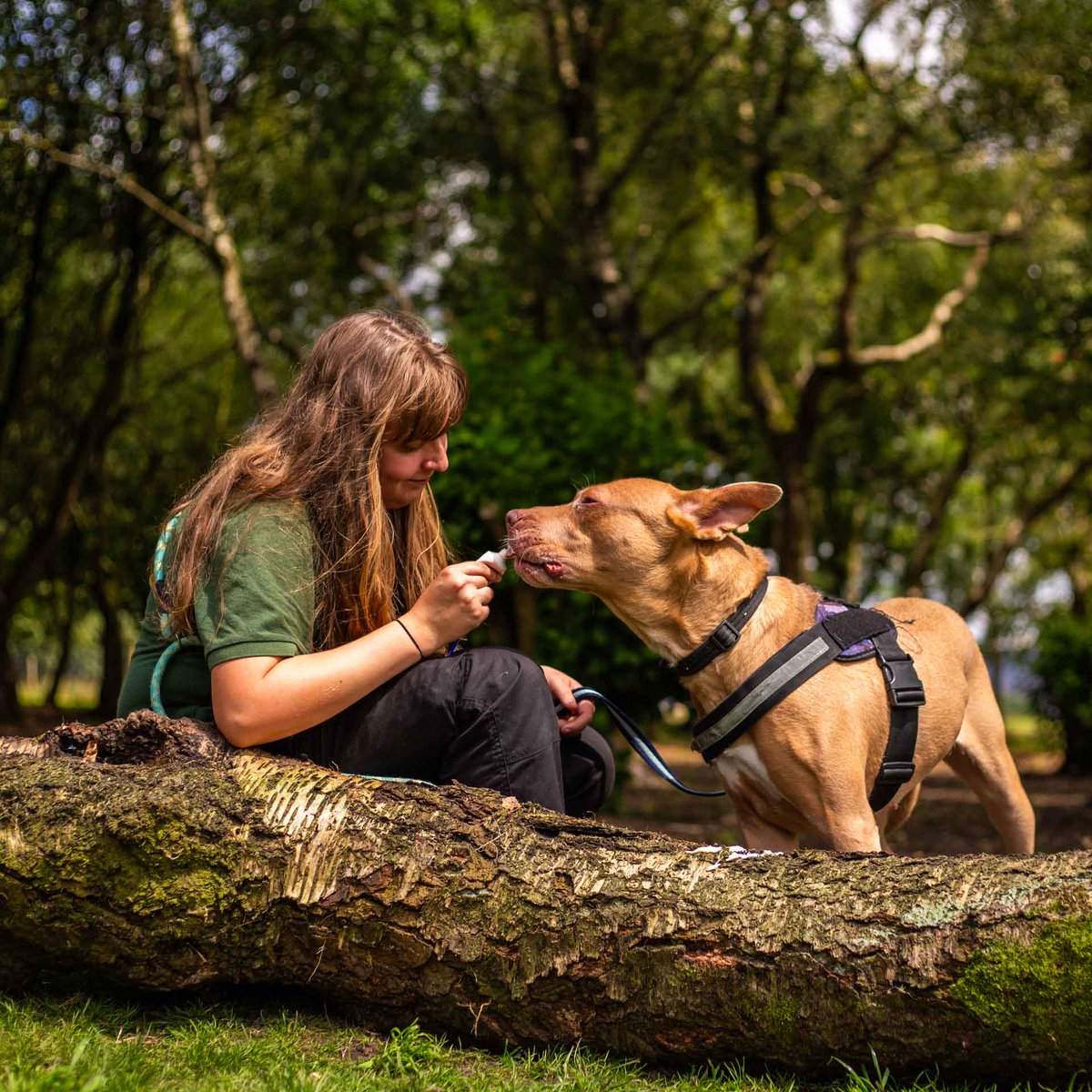 DT_MANCHESTER's tweet photo. Our gorgeous Peanut 🥜😍

She is a sensitive girl who can find the big wide world quite overwhelming. Over the last 4 months, the team have been working with Pea to open up her world at a pace she is comfortable with!

#RescueDog #SecureField #AdventureDog #NervousDog #HappyDoggo https://t.co/gQr5S0oerF