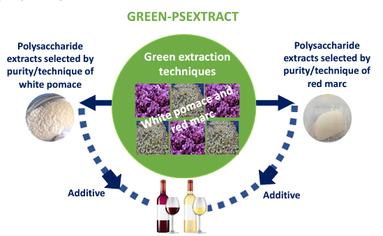 ¿Conoces el proyecto #GreenPsExtract?
Su objetivo es la extracción de compuestos bioactivos como los #polisacáridos del orujo tinto 🍇y de hollejos blancos varietales mediante tecnologías de extracción verdes emergentes para valorizarlos enológicamente

ℹ️ ow.ly/MhIN50PzKOS