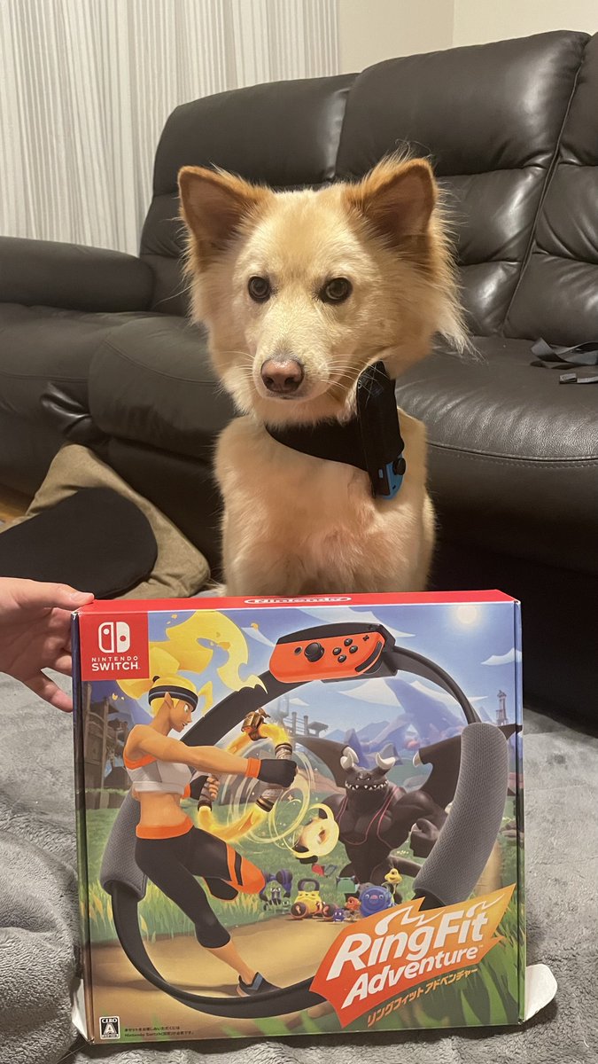 ぽてとにプレゼント。雨の日はこれで運動不足解消してね。