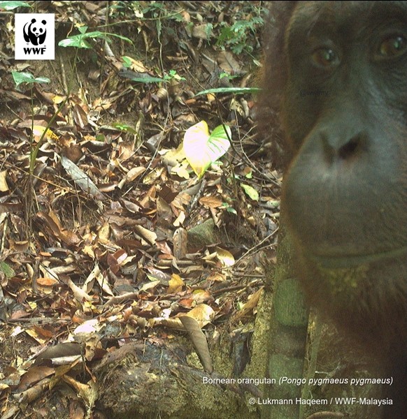 NewsBFM's tweet photo. 1. WWF Malaysia's camera traps have taken the first images of orangutans in the forests of Gunung Lesong, Sarawak.

"One of the images shows a mother orangutan with her baby, which is a sign that the population is still breeding in this area," says field biologist Lukmann Haqeem. https://t.co/3RdnnLJ3Ry