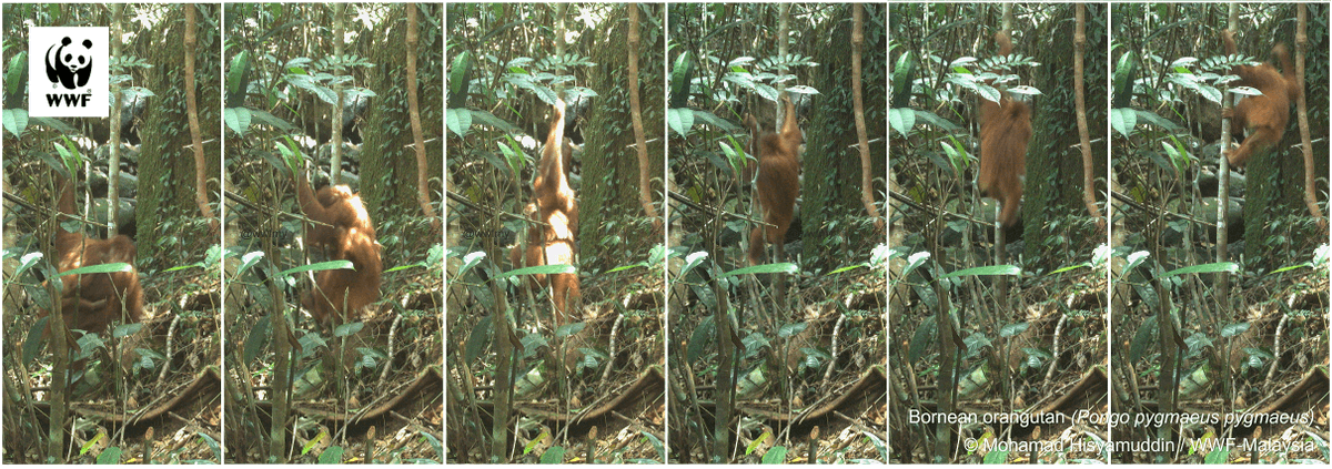 NewsBFM's tweet photo. 1. WWF Malaysia's camera traps have taken the first images of orangutans in the forests of Gunung Lesong, Sarawak.

"One of the images shows a mother orangutan with her baby, which is a sign that the population is still breeding in this area," says field biologist Lukmann Haqeem. https://t.co/3RdnnLJ3Ry