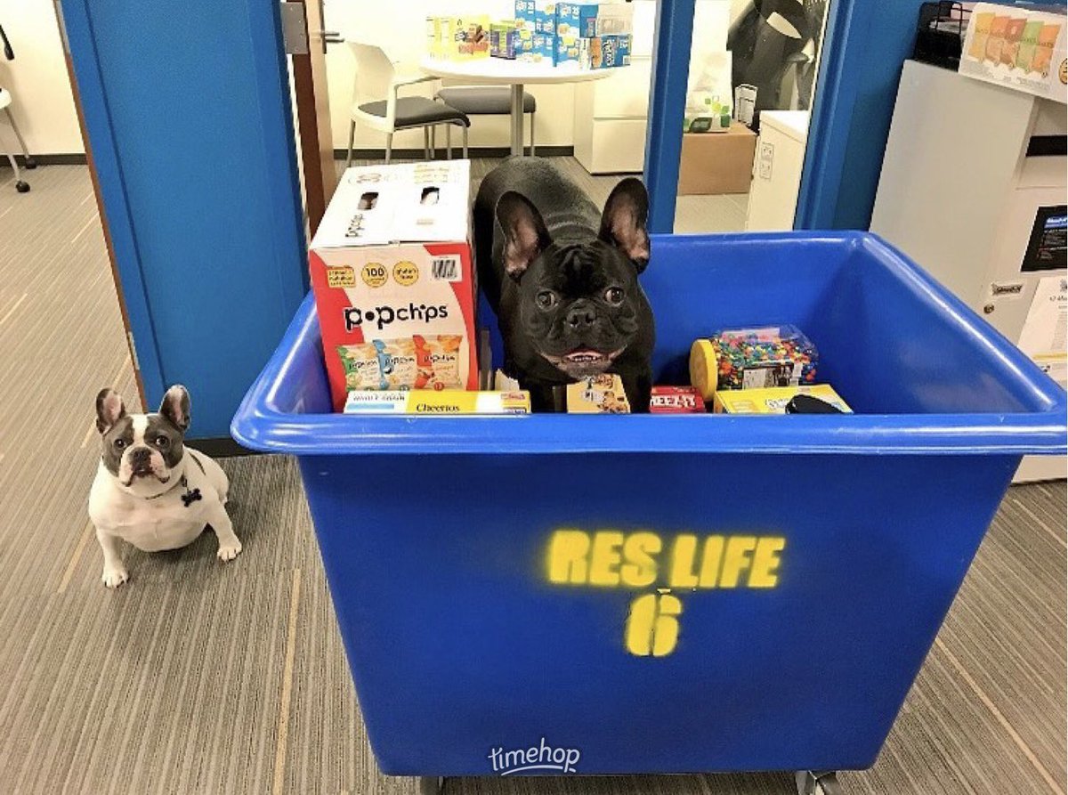 IT’S MOVE-IN TIME!!!!! Some of us are more excited than others.* #reslife  *And that’s okay because humans and animals have complex emotions, which is not an indication of their commitment to their jobs or professionalism. 😊