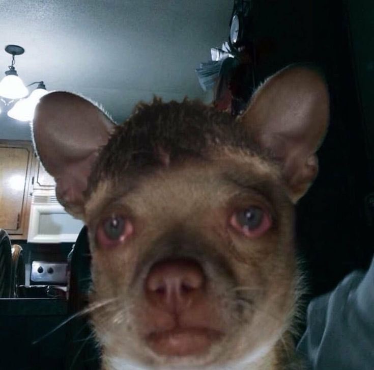 Man füttert seinen Hund, liebt Ihn, streichelt Ihn 100x am Tag, gibt Ihm ein Zuhause, GEHT MIT IHM GASSI UND DAS ERSTE WAS ER MACHT, WENN 2 SEKUNDEN DIE HAUSTÜRE AUF IST, IST ABHAUEN?????????