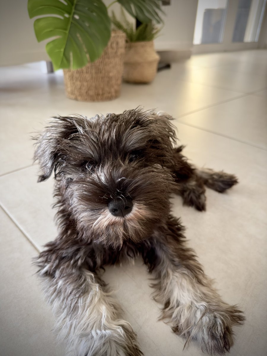arisilio's tweet photo. Love at first sight 
#SchnauzerGang 
#Schnauzer
#dogsoftwitter 
#dogsofX https://t.co/Nt6dMphvc5