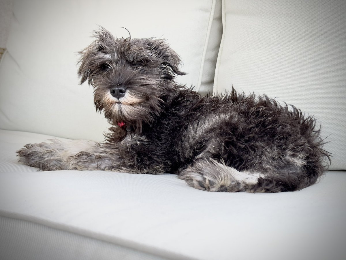 arisilio's tweet photo. Love at first sight 
#SchnauzerGang 
#Schnauzer
#dogsoftwitter 
#dogsofX https://t.co/Nt6dMphvc5