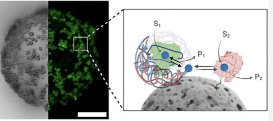 HetBiocat's tweet photo. Thrilled to share our last work on enzyme compartmentalization just published in @ACSCatalysis. Great work of @LibeDiam @DaniZaragozista et al. In a joint effort with @CarregalSusana @BiomagMfb @CICbiomaGUNE @Ikerbasque 

https://t.co/HxhAbjKnLa https://t.co/GJZECRREWv