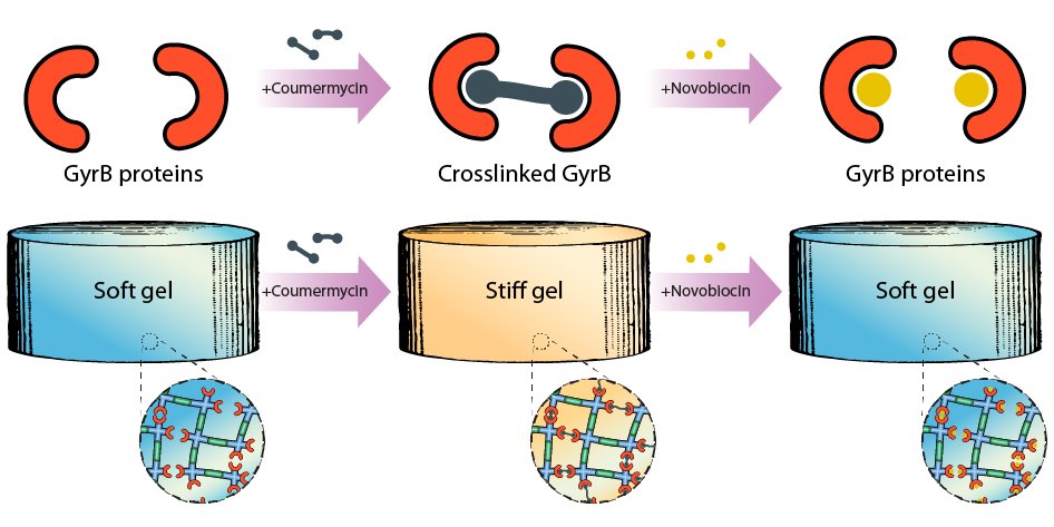 Cole DeForest (@coledeforest) on Twitter photo Want to reversibly tune biomaterial elasticity using common antibiotics? Check out our newest paper entitled “Pharmacological Regulation of Protein-polymer Hydrogel Stiffness”, now live in <a href="/RSCAdvances/">RSC Advances</a>!
🔓: doi.org/10.1039/D3RA04…
Congrats to <a href="/kunlinwu/">Kun-Lin Wu</a>, @rossbreth, & <a href="/JD98119/">Jen Davis</a>! Want to reversibly tune biomaterial elasticity using common antibiotics? Check out our newest paper entitled “Pharmacological Regulation of Protein-polymer Hydrogel Stiffness”, now live in <a href="/RSCAdvances/">RSC Advances</a>!
🔓: doi.org/10.1039/D3RA04…
Congrats to <a href="/kunlinwu/">Kun-Lin Wu</a>, @rossbreth, & <a href="/JD98119/">Jen Davis</a>!