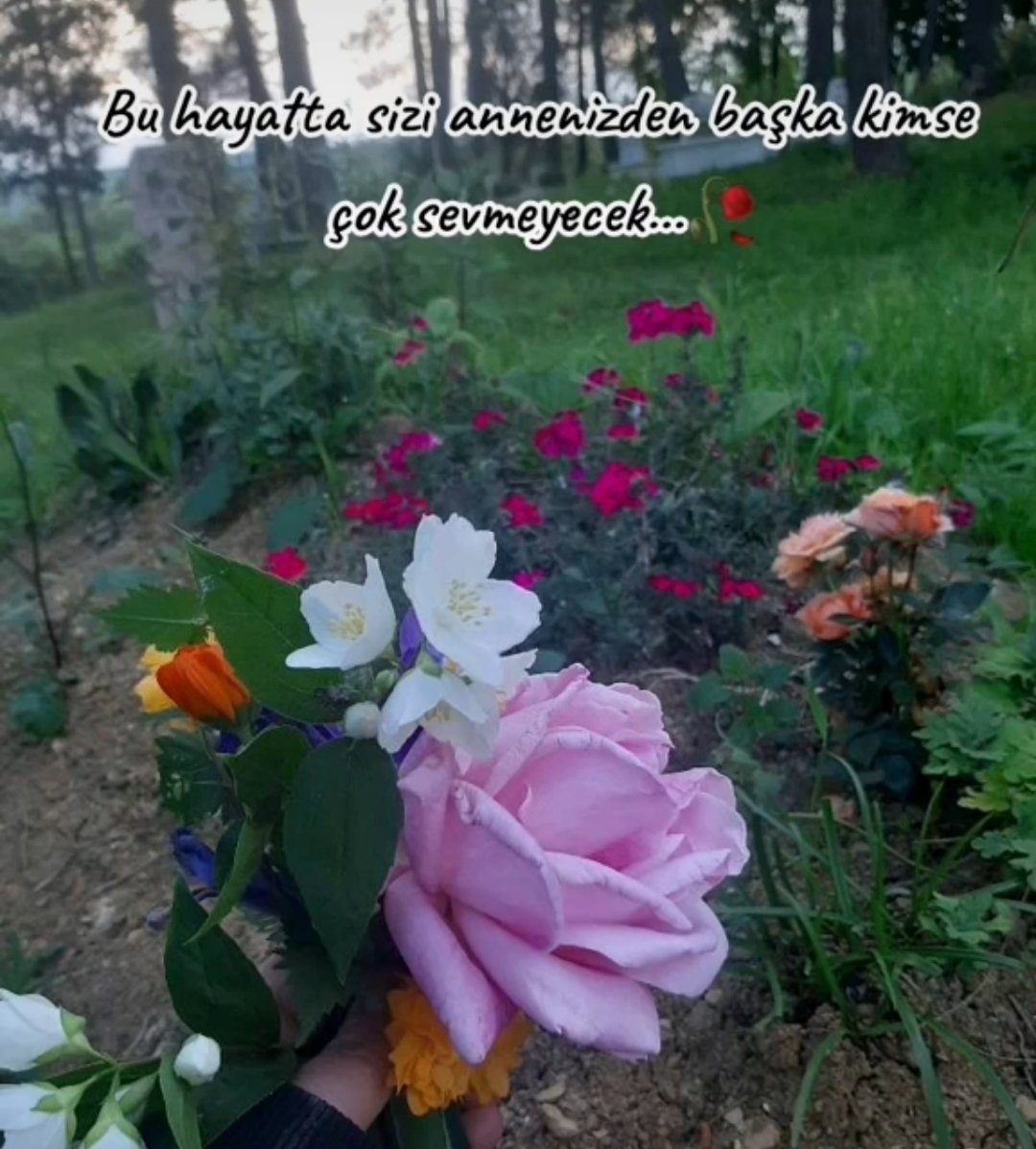 _dertlibayankus's tweet photo. @digerkm https://t.co/RpJEcrJ6b2