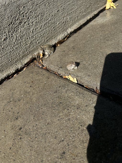 Okay I know it&rsquo;s a weird post. But I&rsquo;m Proud of my family of frogs in my yard 😂 y&rsquo;all asked for the frog