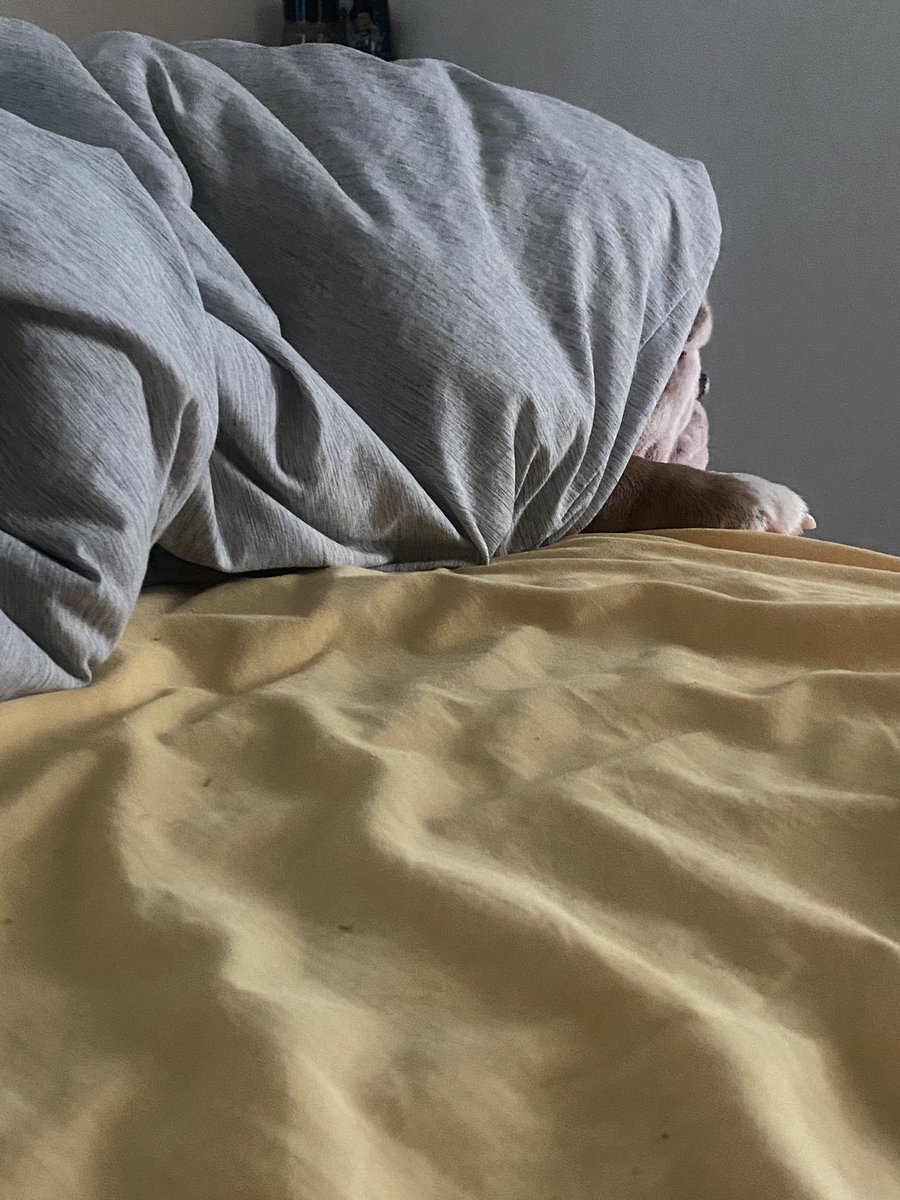 Sometimes you steal all the blankets and wrap yourself up like a burrito. #Englishbulldog