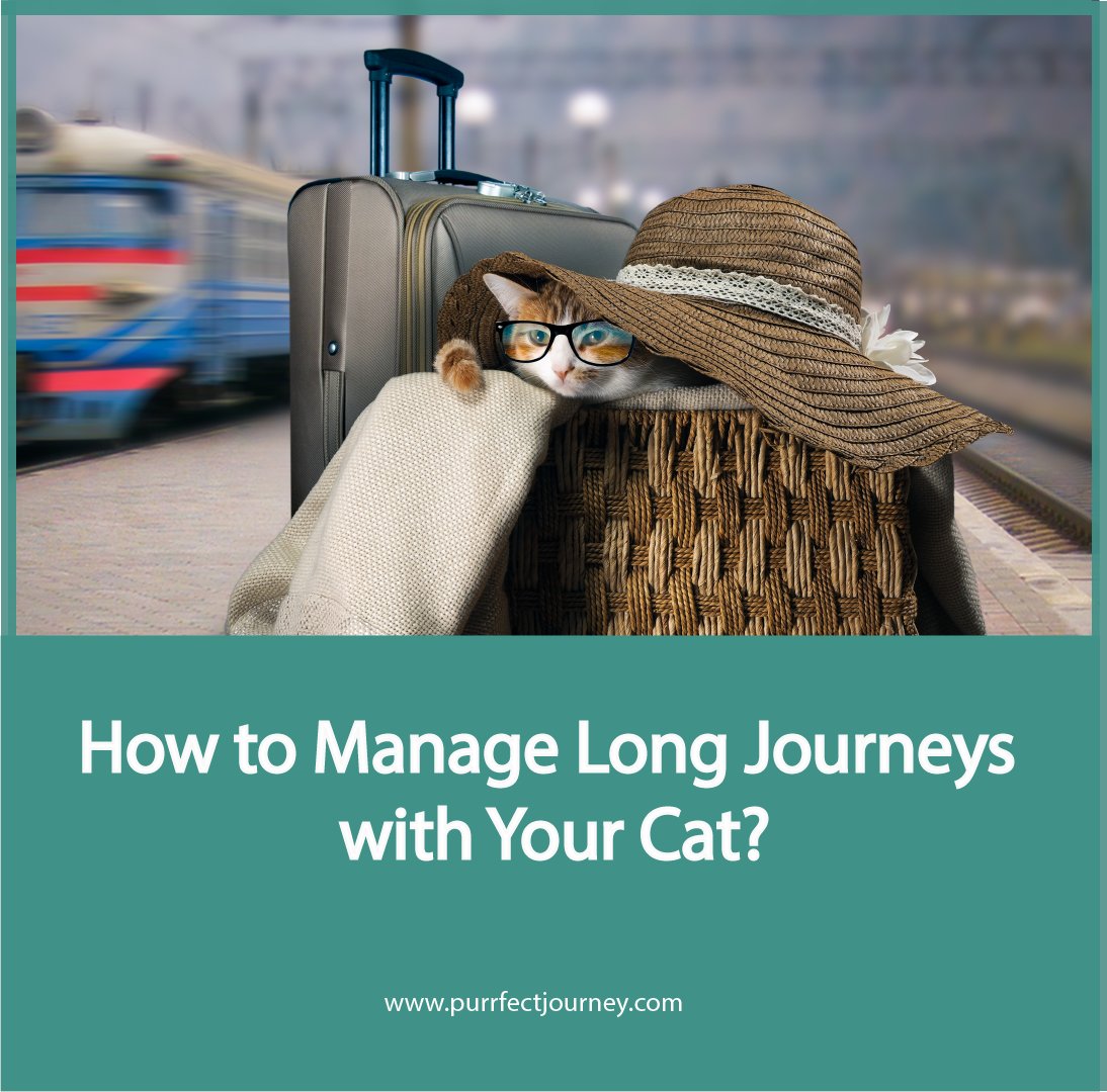 Purfectjourney's tweet image. It is not easy to know the right methods and discover the right tips without spending hours inquiring on the internet. This is why we have decided to present you with a concentrated summary for that please visit: purrfectjourney.com/long-journeys-… 
#catlove #cattravel #catadventure #catlife