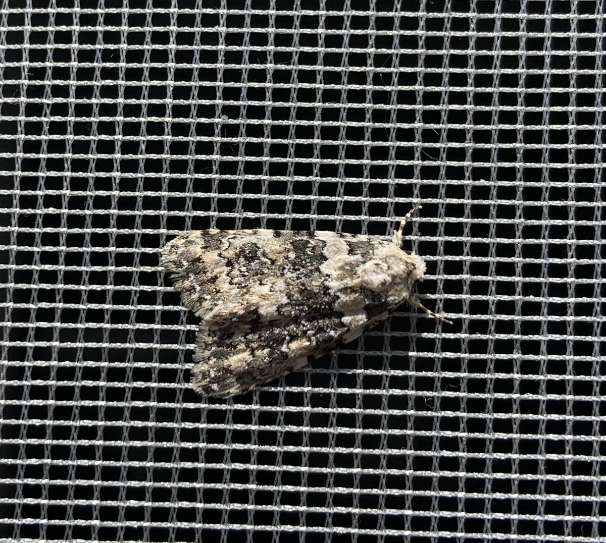 CasKoBo's tweet photo. Any ideas for ID anyone? https://t.co/KZV3jn7rDZ