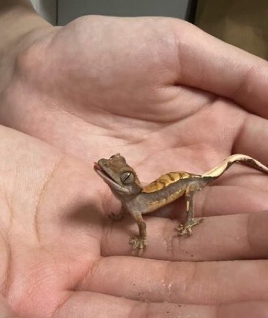 🦎 어찌 이렇게 생겼어?!