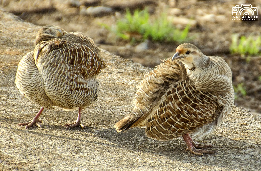 parishjoshi's tweet photo. #GreyFrancolin performing their morning rituals at #GirWildlifeSanctuary, #GirSomnath, #Gujarat (March 2023).
#NikonGears #Klickers #FCR #IndiAves #Britnatureguide #TwitterNatureCommunity #ThePhotoHour #BirdsSeenIn2023 #BBCWildlifePOTD
@birdsofindia https://t.co/u1tKaaNglF
