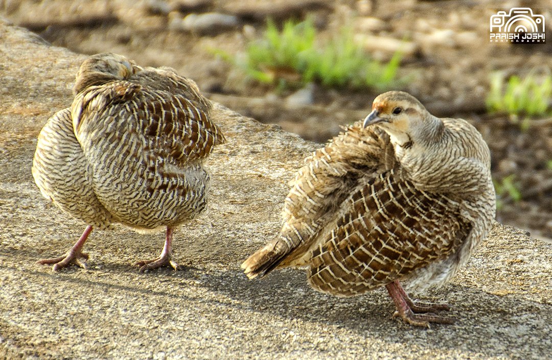 #GreyFrancolin performing their morning rituals at #GirWildlifeSanctuary, #GirSomnath, #Gujarat (March 2023).
#NikonGears #Klickers #FCR  #IndiAves #Britnatureguide #TwitterNatureCommunity #ThePhotoHour #BirdsSeenIn2023 #BBCWildlifePOTD
@birdsofindia