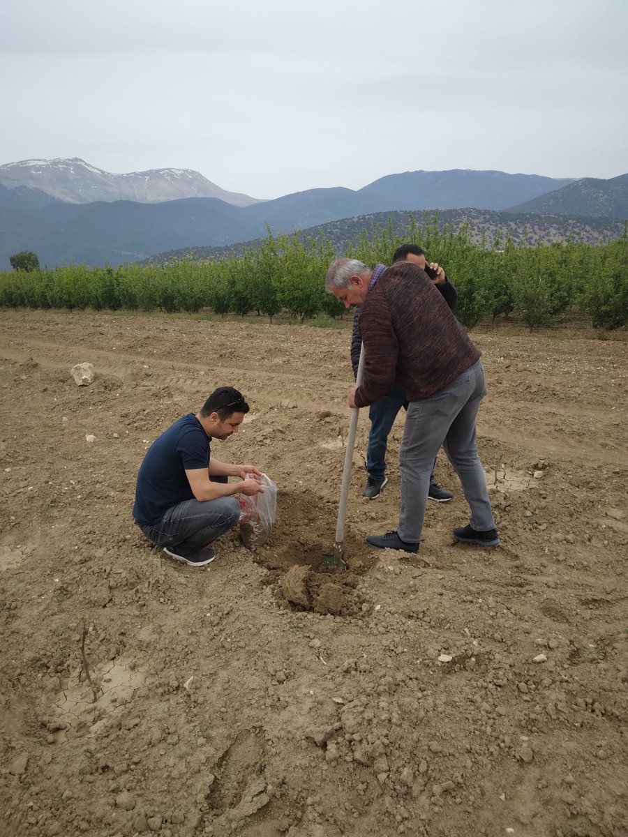 antalyailtarim's tweet photo. Teknik personelimiz #Akseki'de İlçe Müdürünün katımıyla marketlerde #gıdagüvenliği denetimi yaptı. #Elmalı'da üreticilerimize analiz için toprak örneğinin nasıl alındığını uygulamalı olarak gösterdi.
#GelecekTarımda 
#TarımAntalyada

@gokhankaraca_
@ibrahimyumakli
@AntalyaValilik https://t.co/YGSQsw58tC