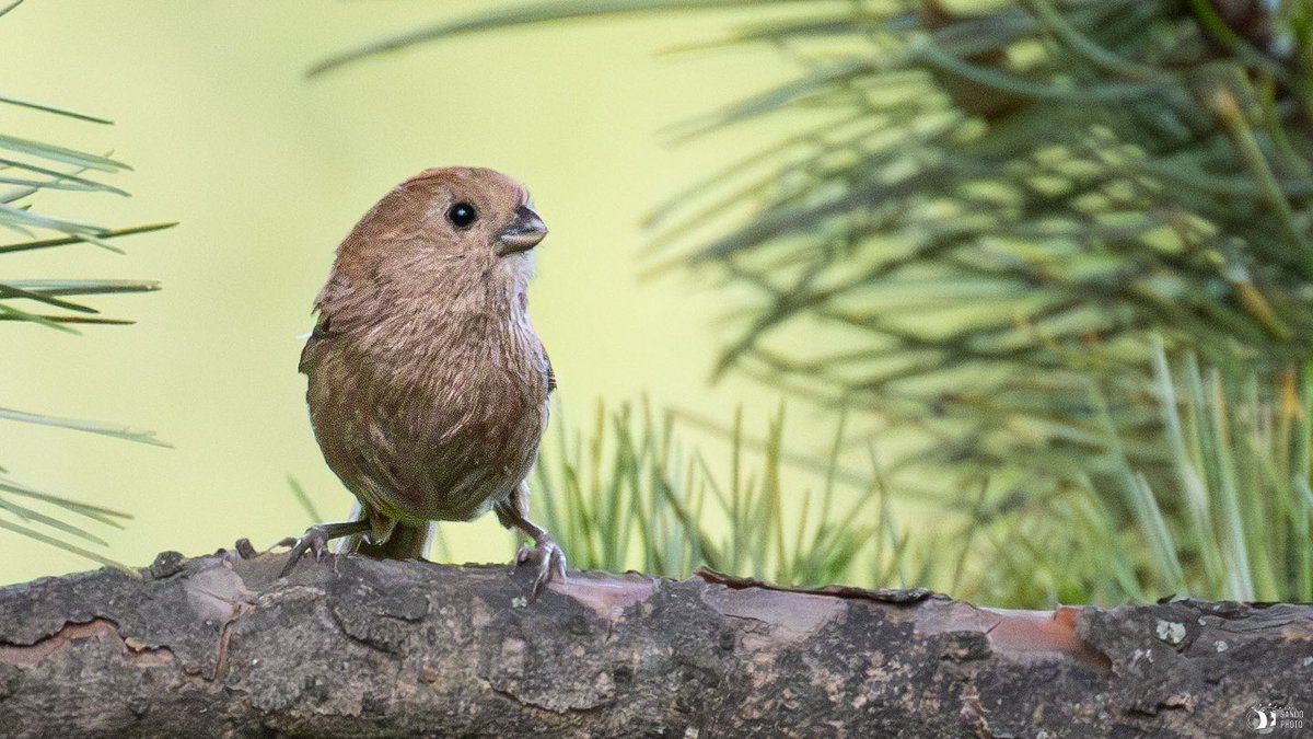 Vinous-throated Parrotbill (Lifer)
📌 Seoul, South Korea 🇰🇷
#BirdsSeenIn2023 #birdwatching #birds #birdphotography #CanonFavPic #TwitterNatureCommunity #TwitterNaturePhotography #BirdsOfTwitter #spamdepajaritosdespatarrados #SEOUL #lifer