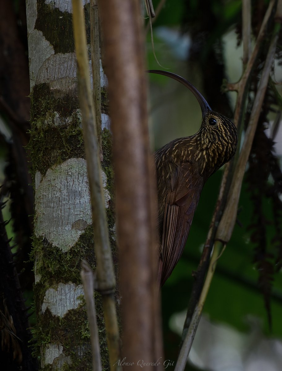 Alonso Quevedo tweet media