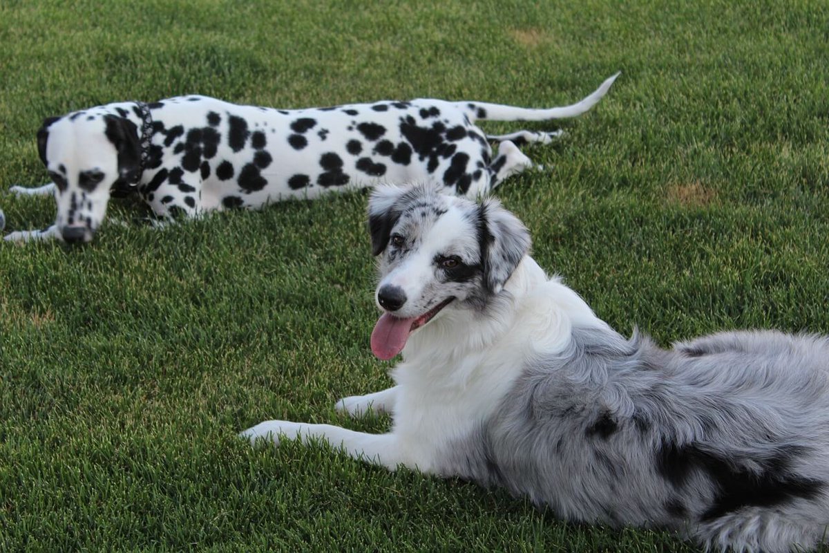 The Long-Haired Dalmatian: An Unusual Twist on a Classic Breed 🐕🐾READ MORE 👉 idoggycare.com/long-haired-da… 

#doglovers #dog #Dalmatian
