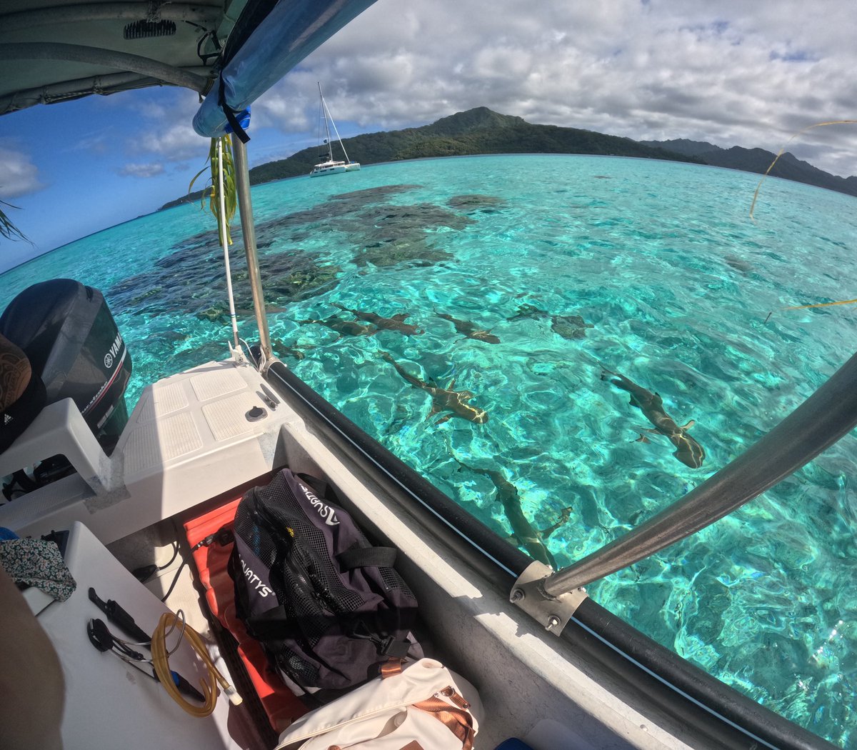 philipwesley's tweet photo. Weβre about to jump in the ocean and go swimming with sharks. π³ π¦ #traveladventures #polynesia #sharks #blacktips https://t.co/vgJpOnV96r