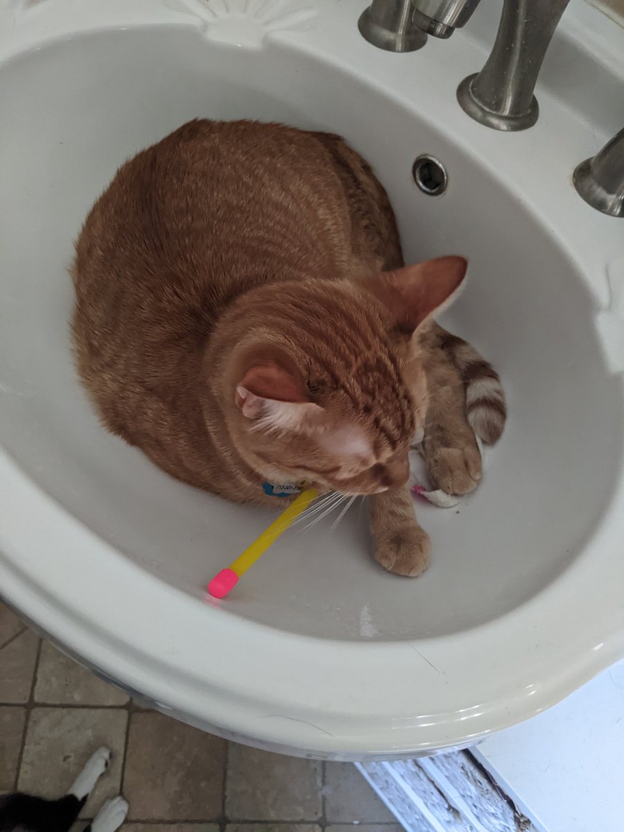 Please explain how the cat toy got into the sink, Paprika.