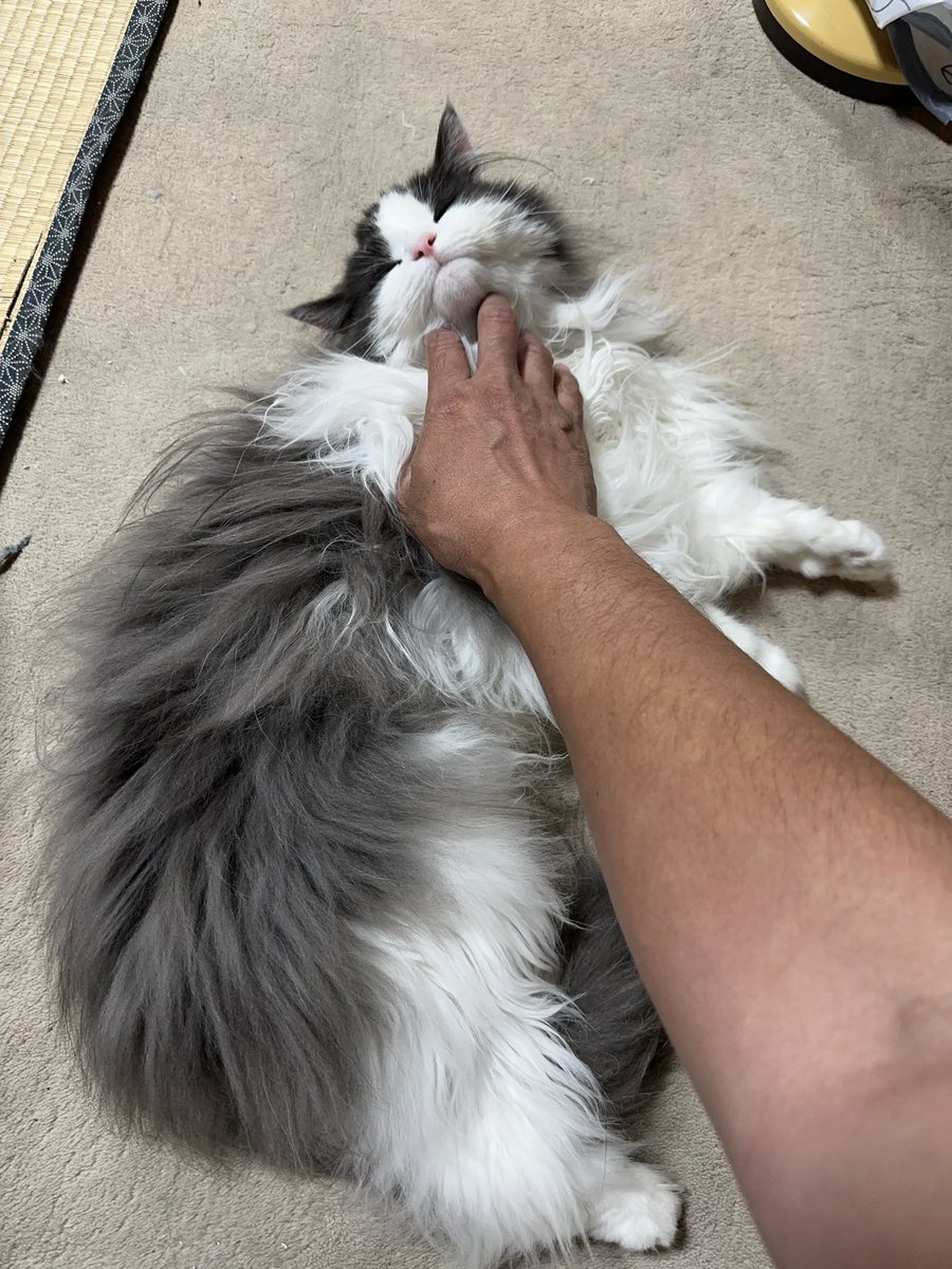 うちの子も参加させてください。
お迎えして2年、元気に大きくなって毎日癒してくれてありがとう😭
←お迎え当日        今日のお姿→
#ノルウェージャンフォレストキャット