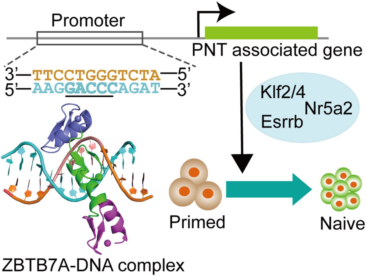 FEBSJournal's tweet image. 🫧ZBTB7A regulates primed-to-naïve transition of #PluripotentStemCells via recognition of the PNT-associated sequence by zinc fingers (ZFs)1–2 & the γ-globin –200 gene element by ZFs 1–4🫧
🖋️By Yang, Liao, Li et al, China
➡️ Read now at buff.ly/3s3U8wu
#crystalstructure