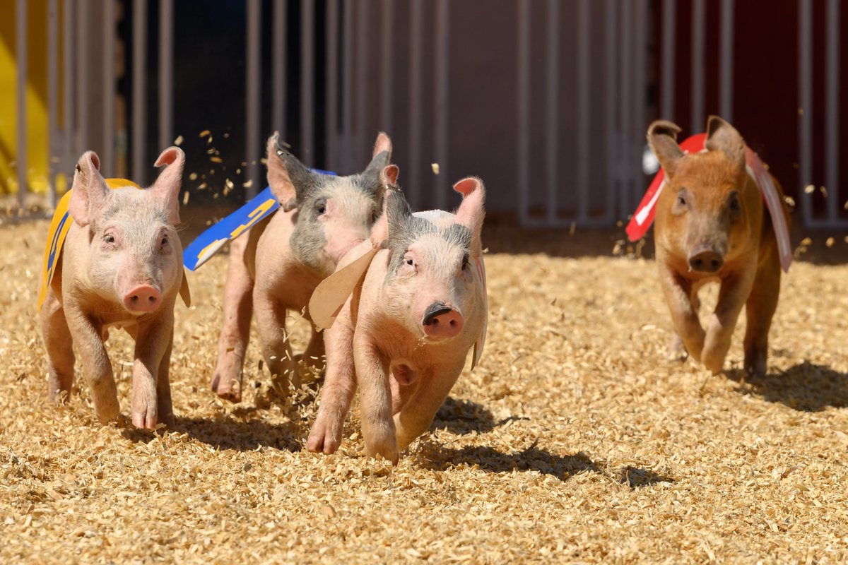texasautoshow's tweet photo. It's National Tell a Joke Day, so here's one of Big Tex's favorites.
Why are pigs, terrible drivers?
...
Because they always hog the road! 😂 https://t.co/GZa9SJDWI8