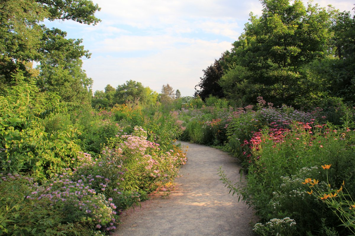 RBGCanada's tweet photo. Helen M. Kippax Garden is a designated @monarchwatch Monarch Waystation 🦋 That means that this site provides milkweeds, nectar and shelter as they migrate through North America. Celebrate #FlightOfTheMonarch Day with us on Sat., Aug. 19 ➡️ https://t.co/a4QpkCLlKn #FeelTheFlutter https://t.co/cFVoDF1aF0
