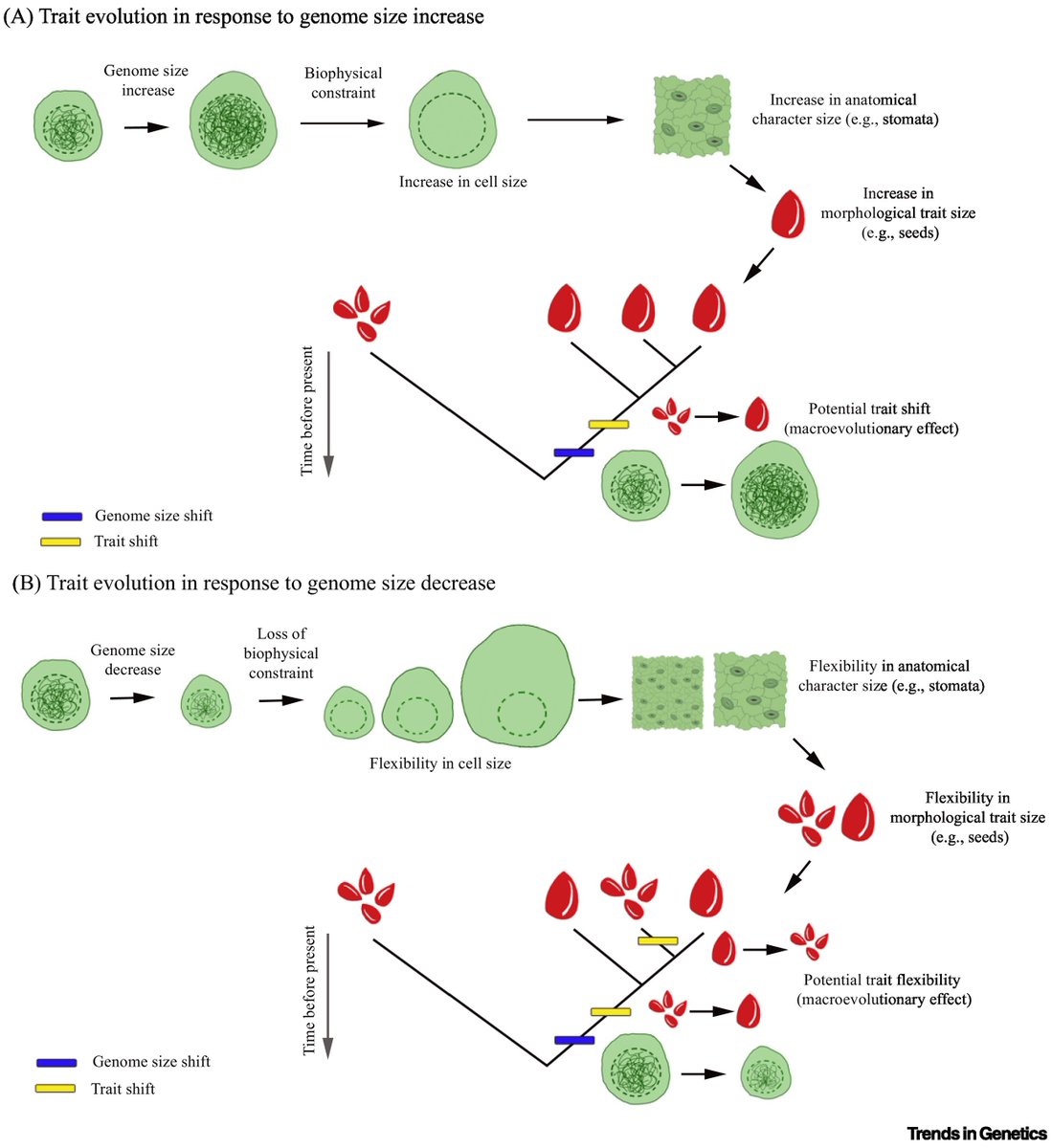 I am excited to announce our new Opinion paper with @RenskeOnstein & @IliaLeitch in @TrendsGenetics We discuss how genome size can influence #Evolution of #angiosperms via its effect on trait evolution and trait flexibility: cell.com/trends/genetic…