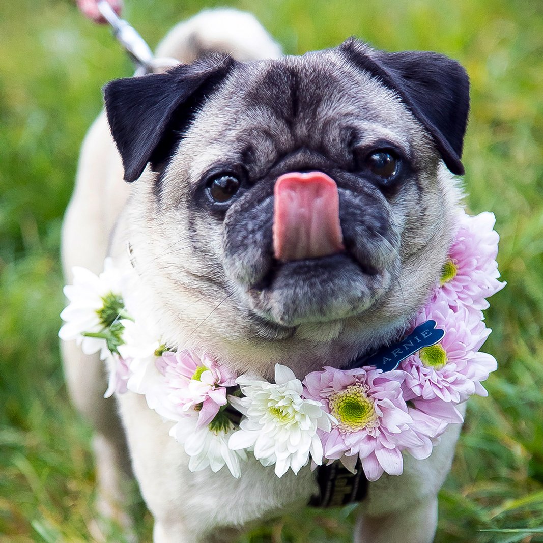 We sometimes get asked... can I have my dog in my wedding?

And we say... YES!

We're all for it! A humanist ceremony means telling your unique story your way, and if you would like your dog to attend your wedding, they should be there.