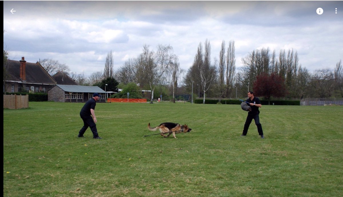 Quite an experience being taken down by a Police Dog It’s something you never forget @BTPDogs @RailDogsFund @AssociationRPDs @The_NFRSA @MA_PurplePoppy @theFOALGroup @UkCountyLines @S_AnimalsNI @ServiceDogsUK @Chappers2013