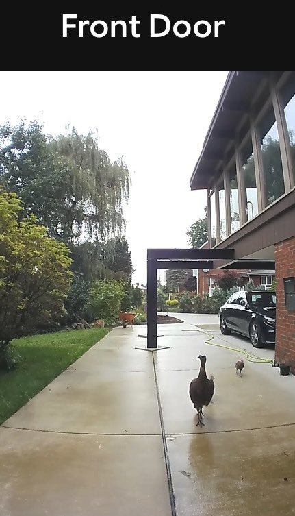 ScottSandage's tweet photo. #JiveTurkeys #DoorbellPranks #RingCam #WildTurkey https://t.co/mi0kOZXDQZ