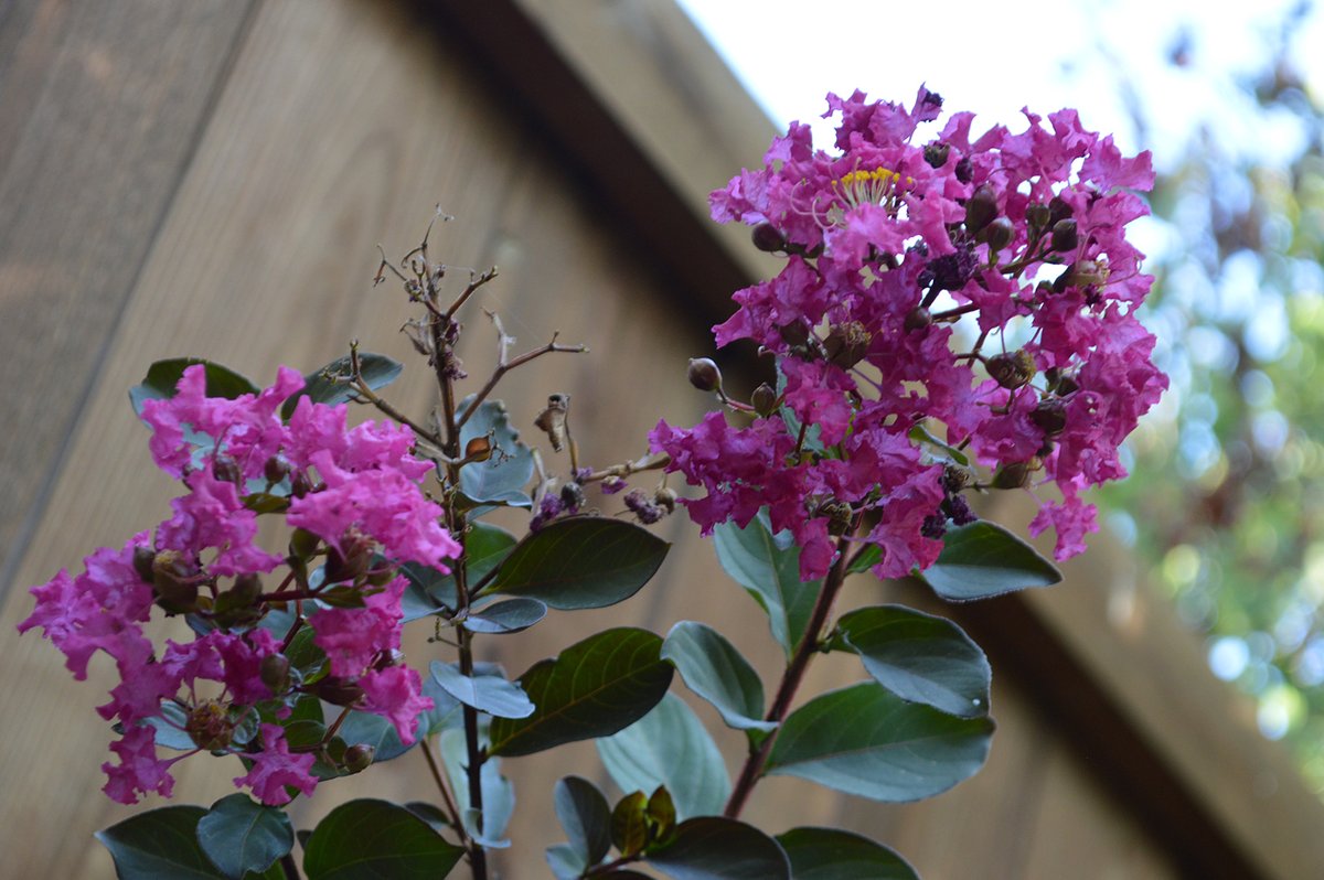 Experiential Gardener tweet media