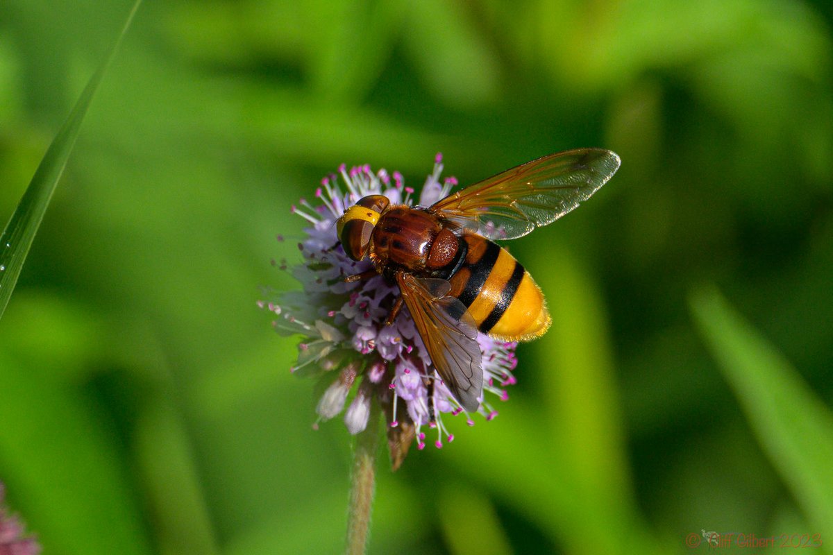 Cliff Gilbert (@cliffgilbert_99) on Twitter photo What an amazing insect, a Hornet Mimic Hover-fly (Volucella zonaria) I believe, seen <a href="/RSPBLakenheath/">RSPB Lakenheath Fen</a> today What an amazing insect, a Hornet Mimic Hover-fly (Volucella zonaria) I believe, seen <a href="/RSPBLakenheath/">RSPB Lakenheath Fen</a> today