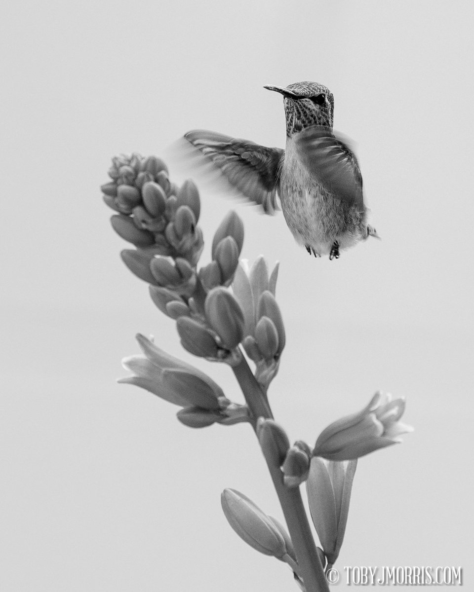 APPROACH

Now live in the new Fauna gallery 
tobyjmorris.com/FAUNA/ 

Prints and wall art available  

#approach #bird #fauna #hummingbird #blackandwhite #photograpy #tobyjmorris