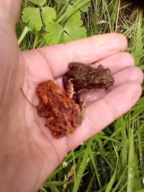 #Toad rescues - there's quite a difference in colour between these two. Sadly, there were quite a few killed on the road. Please keep your eyes open for amphibians on wet nights and safely help them across if you can. 🐸🐸🐸#ToadsonRoads #SaveourToads