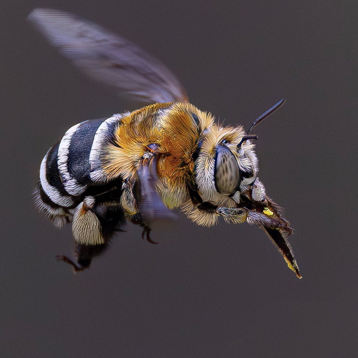 Paul Wright 🇬🇧🇯🇲🇸🇰 tweet media