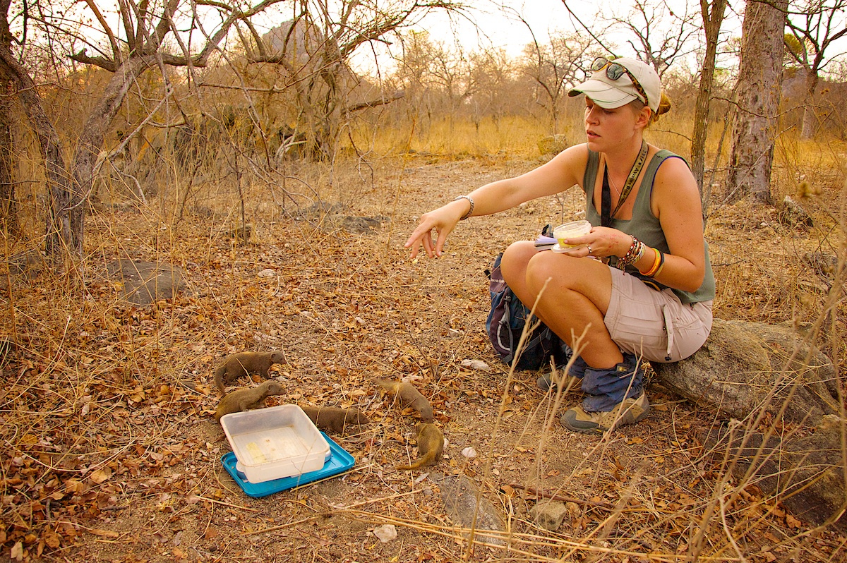 Dwarf Mongoose (@dwarf_mongoose) on Twitter photo Our 🚨NEW paper🚨 out TODAY in <a href="/RSocPublishing/">Royal Society Publishing</a> analyses 10 YEARS of wild data to show #behavioural, #demographic & #fitness consequences of social instability. 🐻 Led by the brilliant #ECR <a href="/Julie_M_Kern/">Julie Kern</a> with <a href="/AmyMorrisDrake/">Amy Morris-Drake</a> 🌟🌟
royalsocietypublishing.org/doi/10.1098/rs…
#OpenAccess <a href="/ERC_Research/">European Research Council (ERC)</a> Our 🚨NEW paper🚨 out TODAY in <a href="/RSocPublishing/">Royal Society Publishing</a> analyses 10 YEARS of wild data to show #behavioural, #demographic & #fitness consequences of social instability. 🐻 Led by the brilliant #ECR <a href="/Julie_M_Kern/">Julie Kern</a> with <a href="/AmyMorrisDrake/">Amy Morris-Drake</a> 🌟🌟
royalsocietypublishing.org/doi/10.1098/rs…
#OpenAccess <a href="/ERC_Research/">European Research Council (ERC)</a>