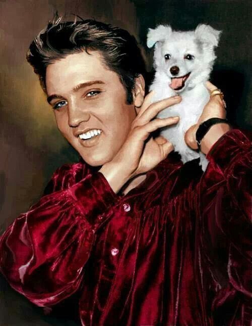 FamousPets's tweet photo. Elvis Presley and Sweet Pea! What a legend! 🎤🎵🐶 #FamousPets https://t.co/yQR0VuuIgc