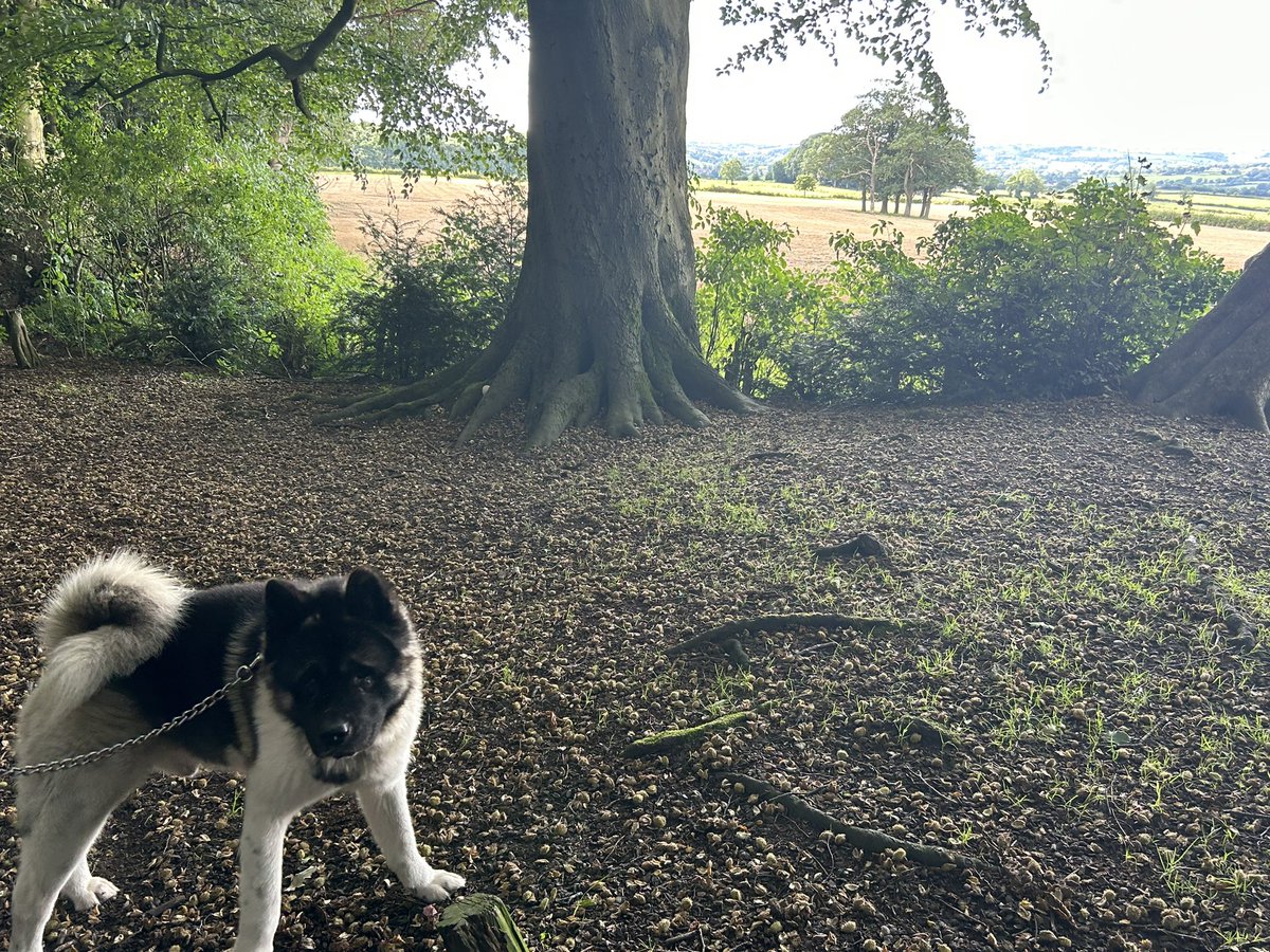 Therapy in action 🐾 
My patient told me their goal was to “take their dog for a walk without feeling so anxious” 
Me: “let’s do that then!”***
(**as part of graded exposure) 
#cbt #anxiety #meaningfulactivity