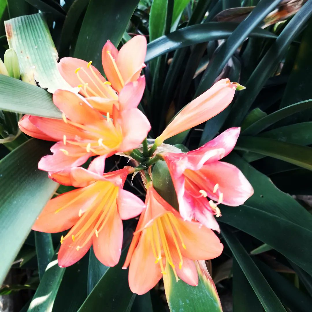 KameelHuise's tweet image. The Civias are blooming. A bit early but beautiful. 
#blooooms #clivia #garden #kameelhuisetussenspore #Foremancottage